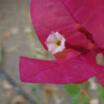 flores. thumbnail 1