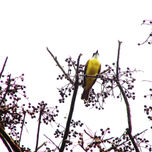 fauna. thumbnail 1