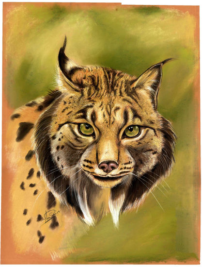 Lynx Pardinus Pastel Papel Animales