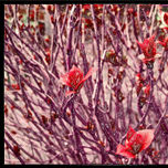 artistica thumbnail 2