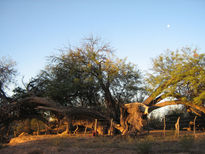 Arbol Milenario