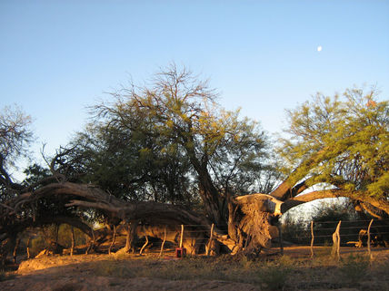 Arbol Milenario