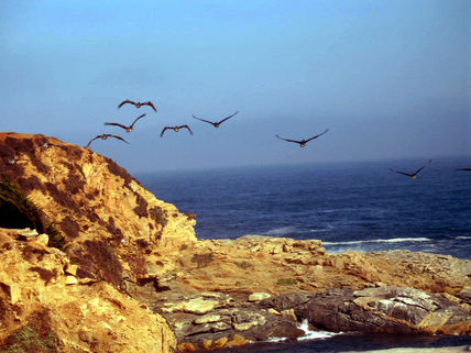 La danza de las aves