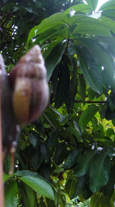 Caracol