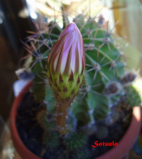 Flor de Cactus cerrada Naturaleza Color (Digital)