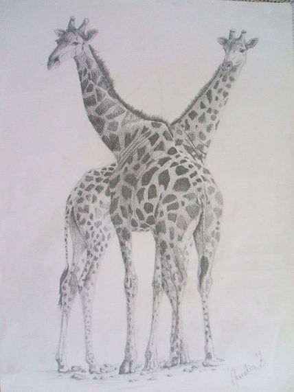 Animales 1
