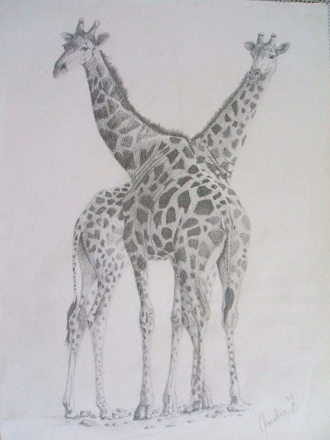 animales 1
