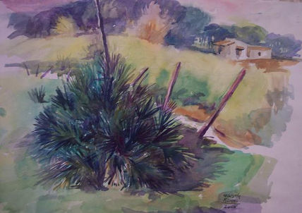 Palmito