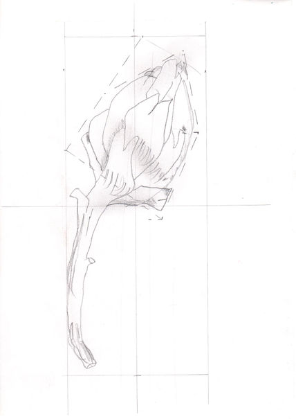 Alcachofa