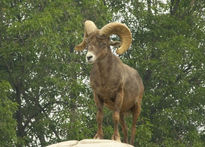 Borrego Cimarrón