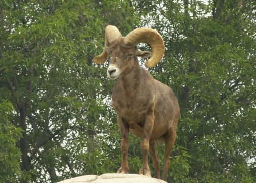 Borrego Cimarrón 