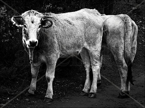 quizás mañana seas vaca Naturaleza Blanco y Negro (Digital)