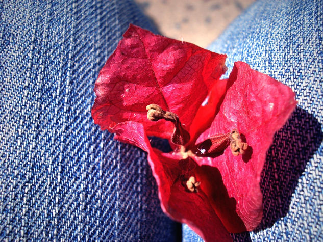 Flor de Jeans Nature Color (Digital)