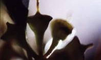 UNIVERSO VEGETAL