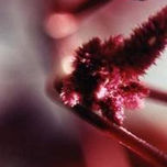 UNIVERSO VEGETAL thumbnail 1