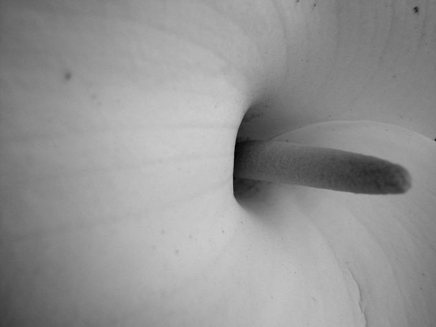 Clic Naturaleza Blanco y Negro (Digital)