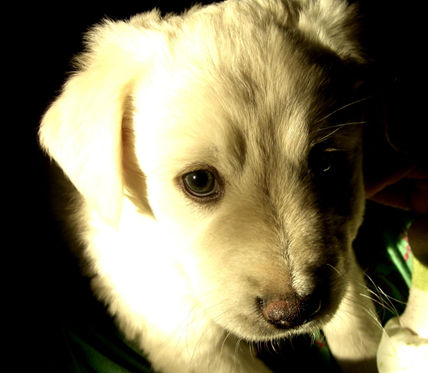 Cachorro