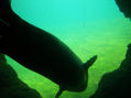 FOCA