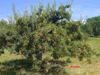 El Bierzo manzano