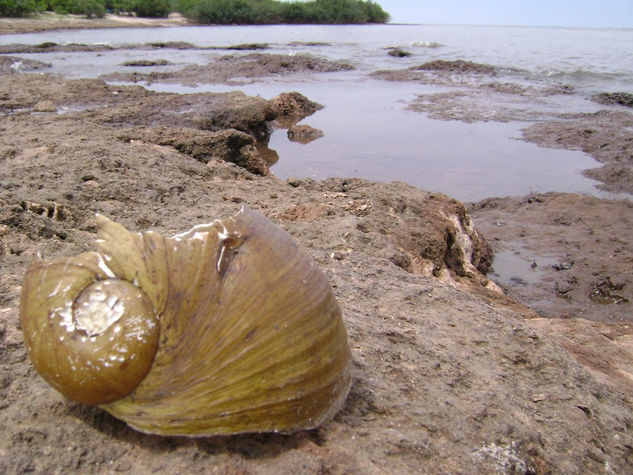 Caracol Nature Color (Manual)