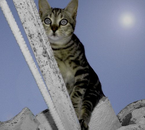 Gato de luna 