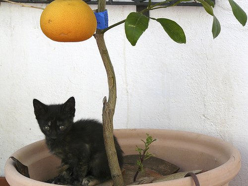 Más pequeño que el pomelo