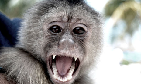 AniMaLes