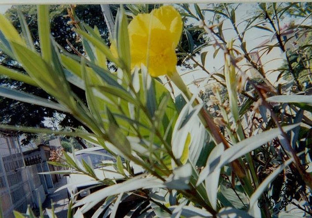 Flor amarilla silvestre
