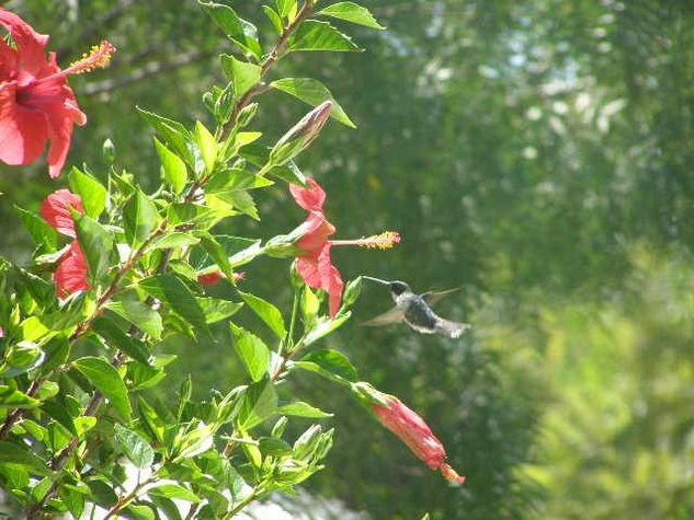 Colibrí 