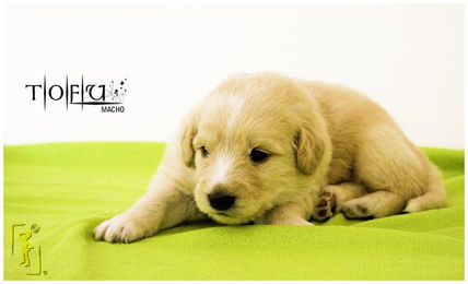 Puppies_13