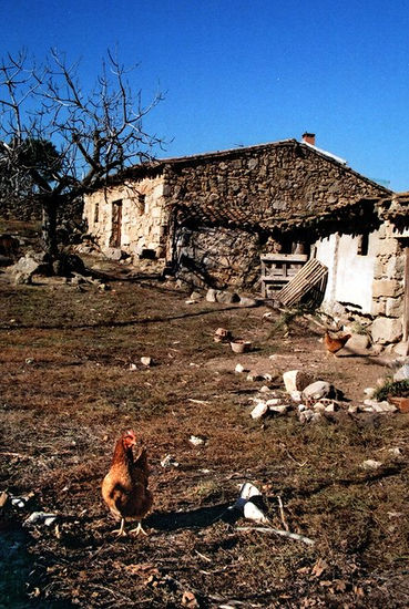 La gallina en su corral 