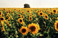 Los girasoles