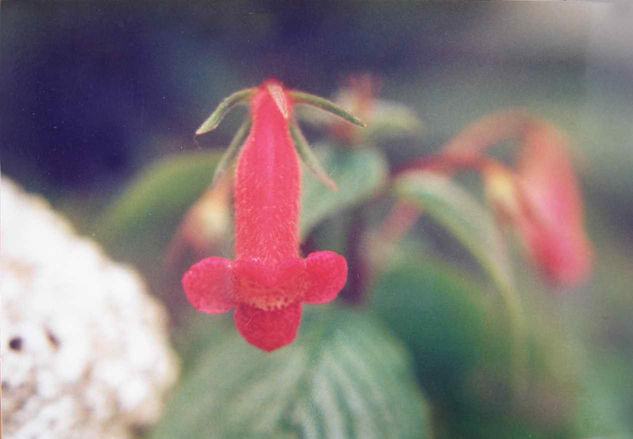 PRIMER PLANO Naturaleza Color (Química)