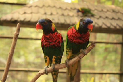 Malaysia loritos