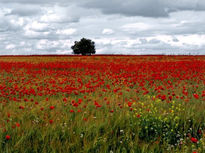 Amapolas