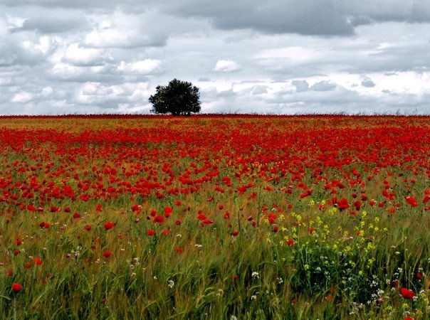 Amapolas 