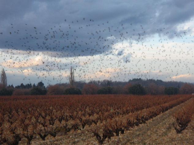 vuelo de pajaritos 