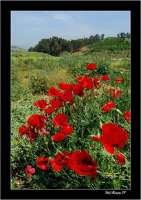 Camino de Amapolas