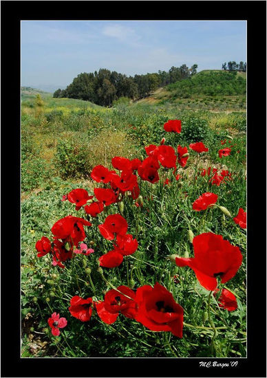 Camino de Amapolas Naturaleza Color (Digital)