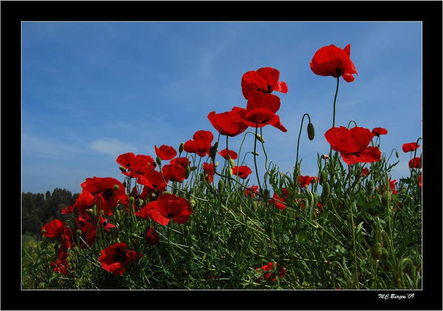 Amapolas Nature Color (Digital)