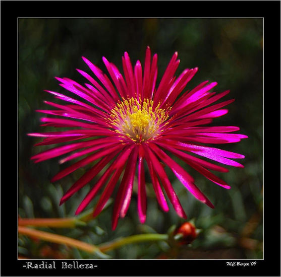 Radial Belleza Nature Color (Digital)