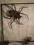 Araña 2