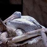Animalario thumbnail 2