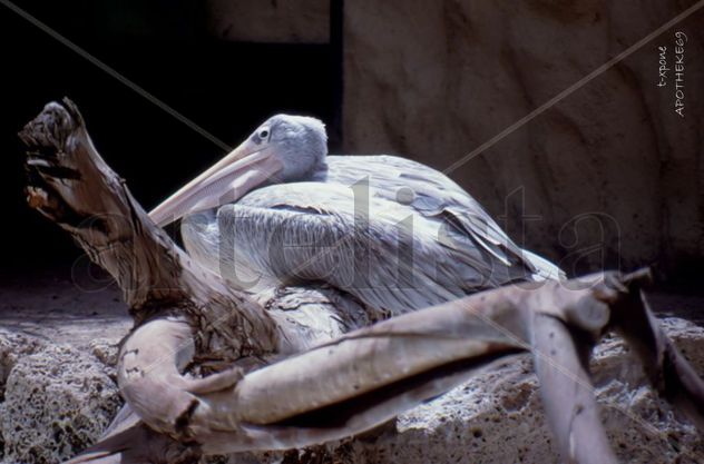 Animalario.