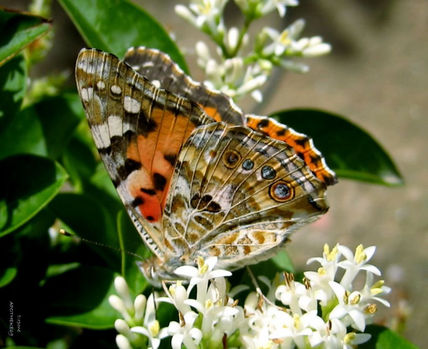 Macro.