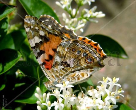 Macro.