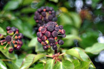 Berries/Moras