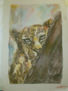 leopardo