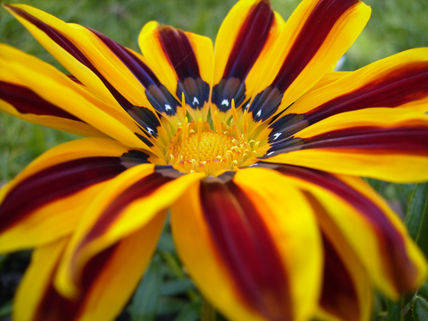 Flor amarilla