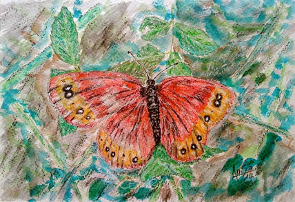 Mariposa